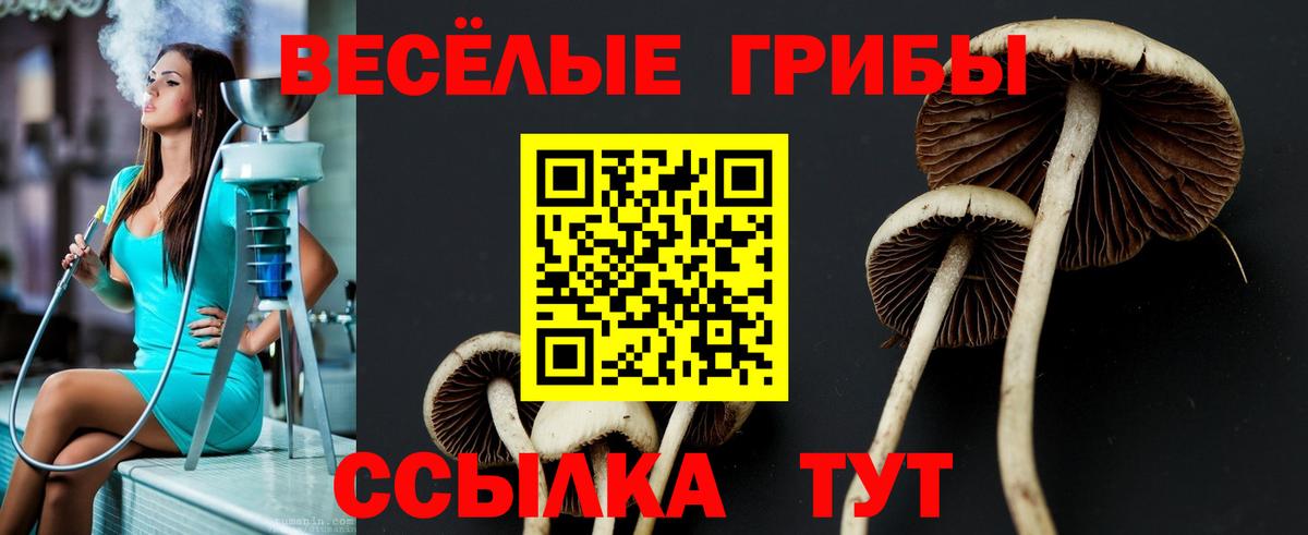 Бийск  купить закладку  Галлюциногенные грибы MAGIC MUSHROOMS  Вход с VPN  Галлюциногенные грибы Psilocybe 